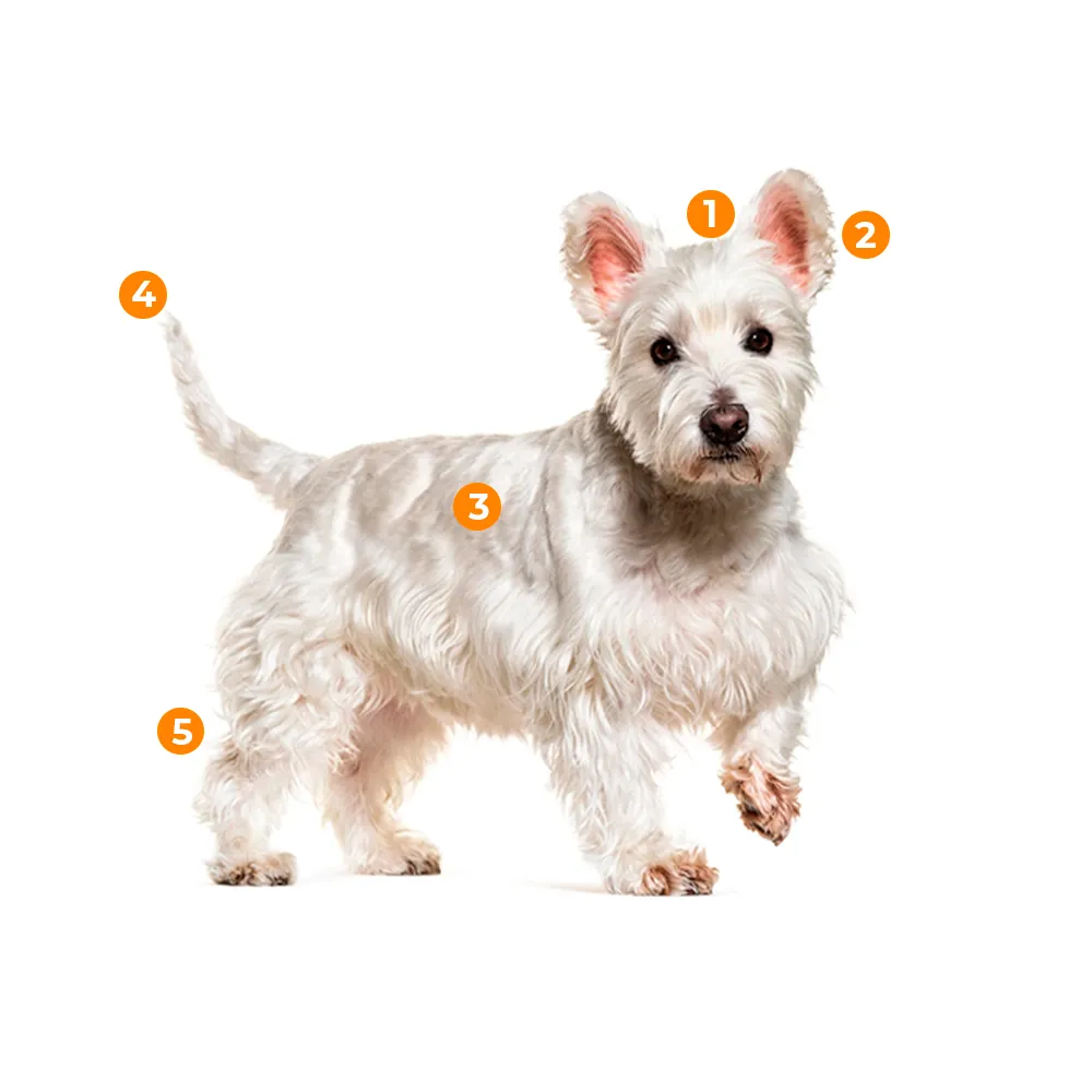 caracteristicas fisicas